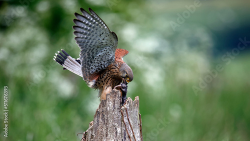 Male kestrel collecting food for its chicks at a feeding site © Stephen