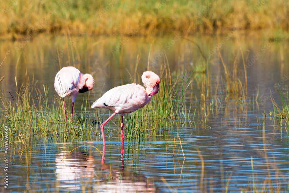 Lesser flamingo in Lake Nakuru, Kenya