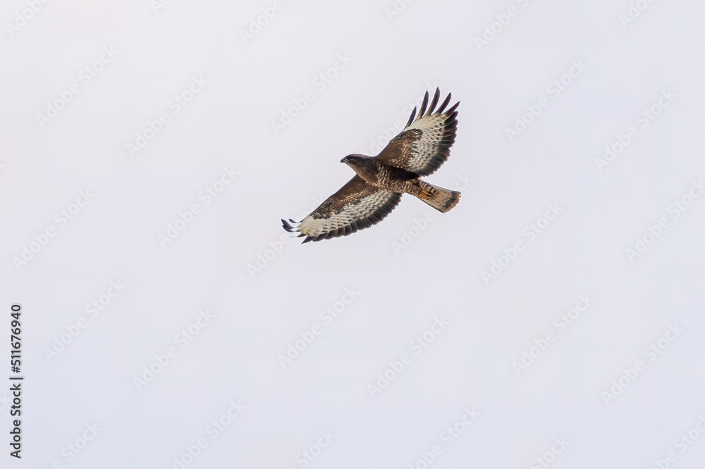 Fototapeta premium a Buzzard flies through the air in the sky