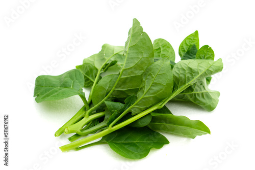 Organic Ceylon spinach or Malabar spinach vegetable isolated on white background. Concept : Thai local vegetables that useful, can be cooked in variety menu and also has medical herbal qualification.