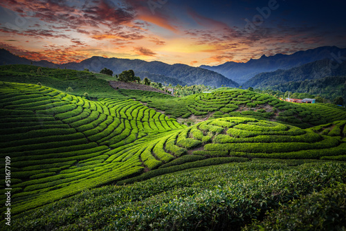 Tea Plantation Landscape in beautiful day and sky © Maizal