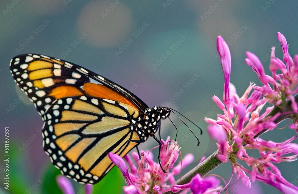 monarch butterfly stopped on a pink flower allows you to admire its bright orange colors, montreal monarch butterfly stopped on a pink flower allows you to admire its bright orange colors, montreal