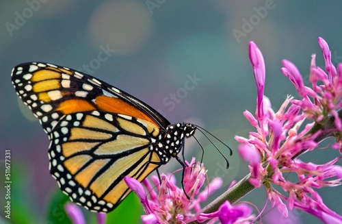monarch butterfly stopped on a pink flower allows you to admire its bright orange colors, montreal © Daniel