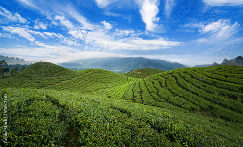 Tea Plantation Landscape in beautiful day and sky