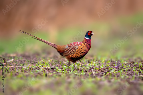 a pheasant rooster in a field