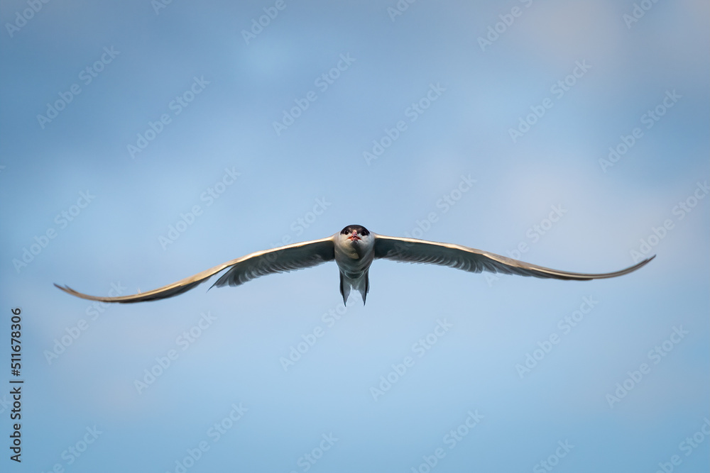 Frontal view of a flying Common Tern with spread wings Frontal view of a flying Common Tern with spread wings