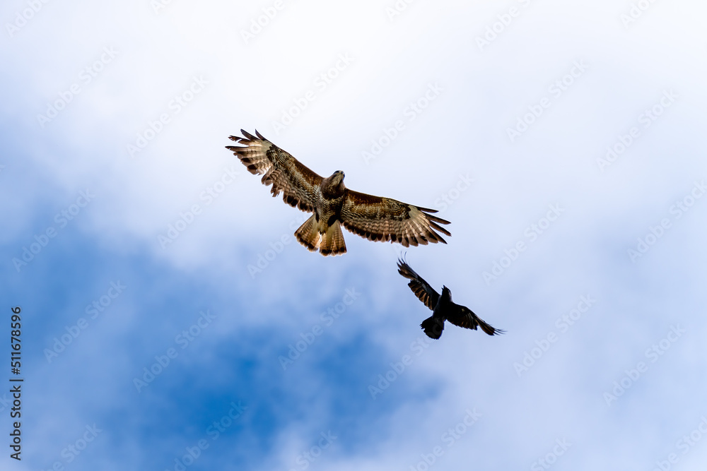 Obraz premium Common Buzzard being attacked by a Jackdaw