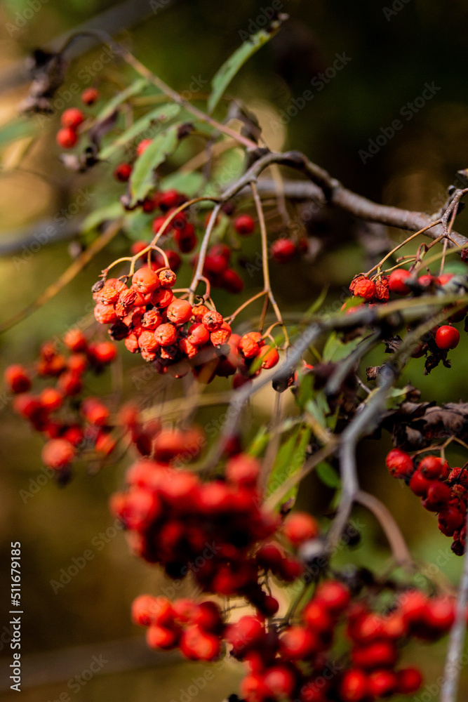 Rote Beeren am Strauch Rote Beeren am Strauch