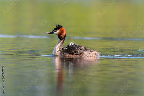 a great crested grebe swims on a lake