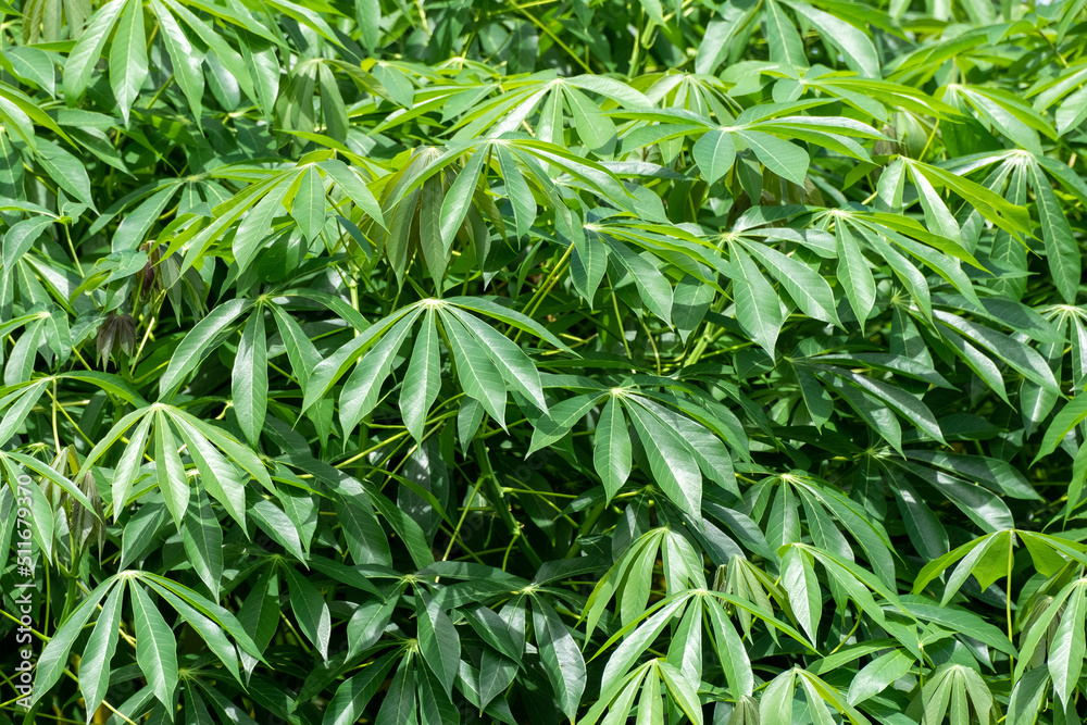 cassava leaf, in cassava fields in the rainy season, has greenery and freshness. Shows the fertility of the soil, green cassava leaf cassava leaf, in cassava fields in the rainy season, has greenery and freshness. Shows the fertility of the soil, green cassava leaf