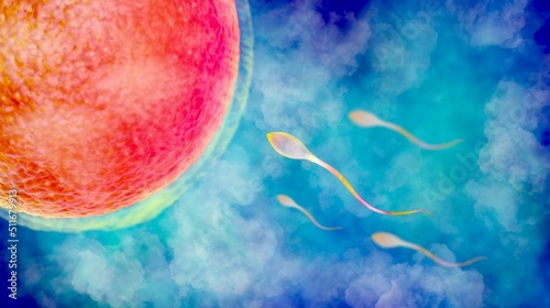 fertilization egg sperm