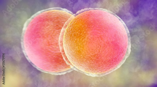 фотографія fertilization egg sperm
