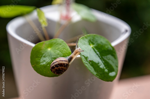 tiny snail on a hydroculture plant photo
