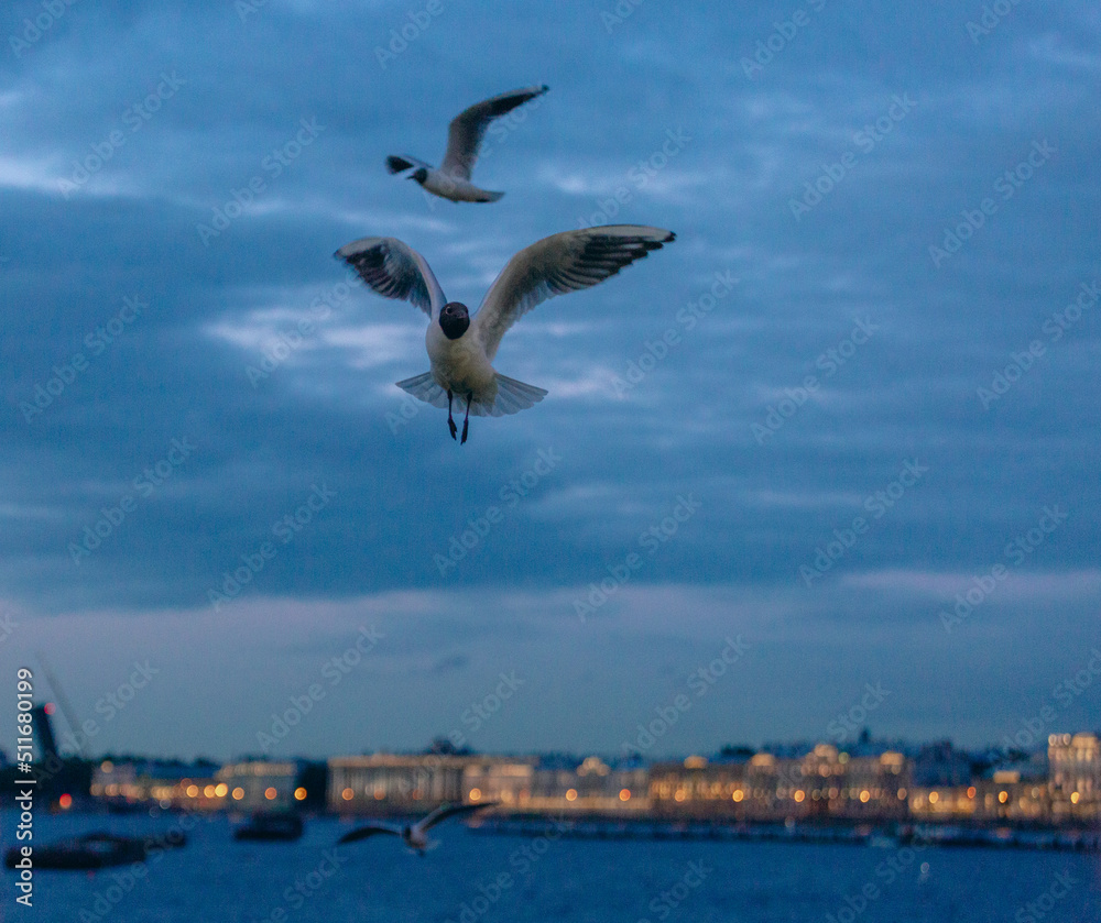 Seagulls fly over the Neva, behind the evening lights of the city Seagulls fly over the Neva, behind the evening lights of the city