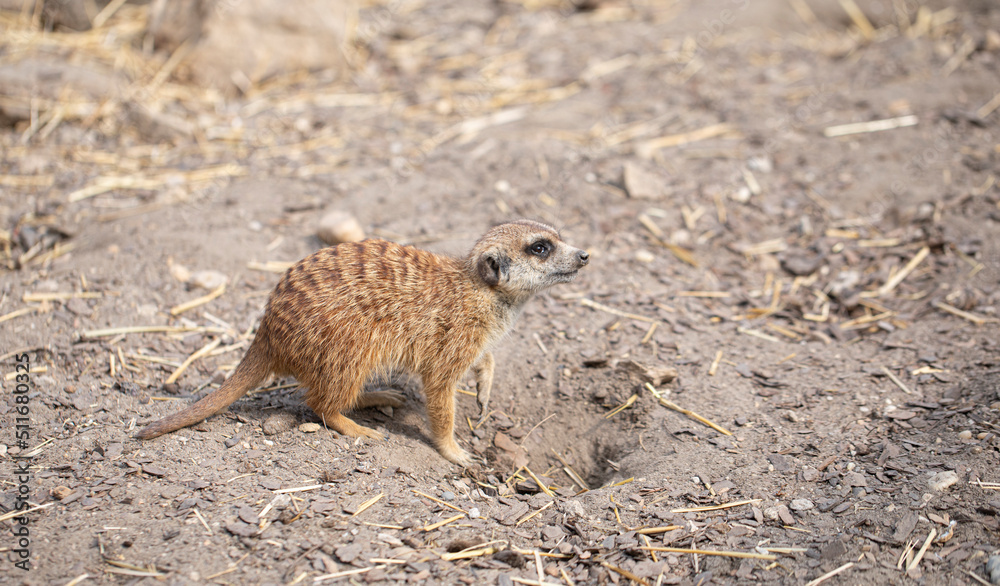 Fototapeta premium meerkat on guard