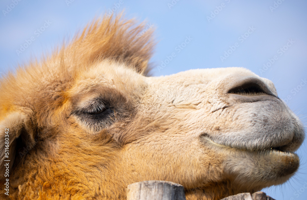 Fototapeta premium camel close up