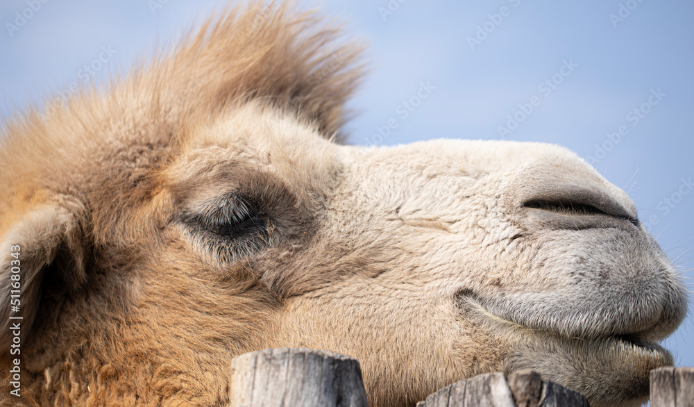 Fototapeta premium portrait of a camel