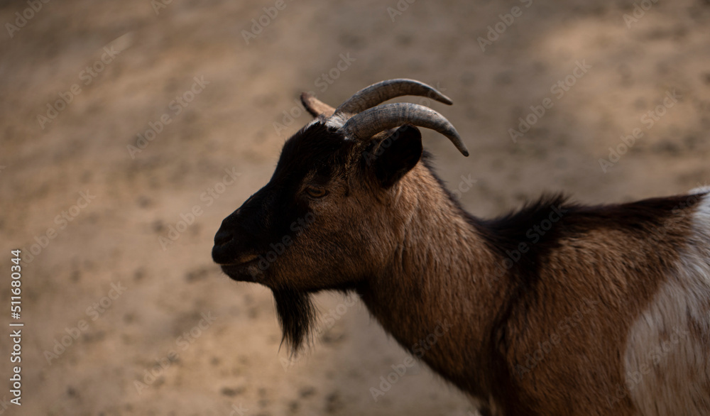 close up of a goat