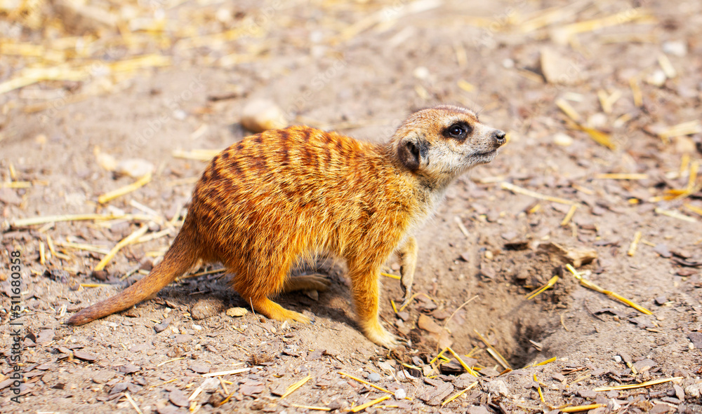 Fototapeta premium meerkat on guard