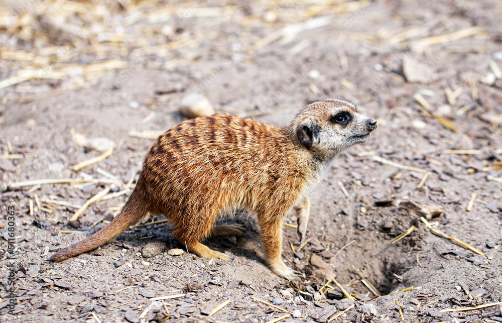 Fototapeta premium meerkat on guard