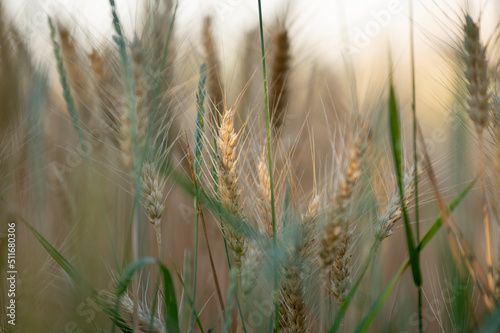 ears of wheat in a field in the sunlight