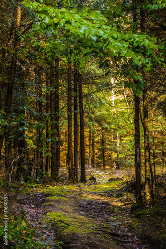 Sonnenstrahlen im Wald © Sebastian
