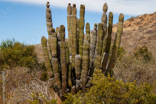 Mexican giant cactus field (Large Elephant Cardon cactus or Pachycereus pringlei) at a desert landscape, part of a large nature reserve area in the town of Todos Santos, in Baja California Sur, Mexico