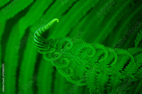 macro photo of a large leaf of green fern photo