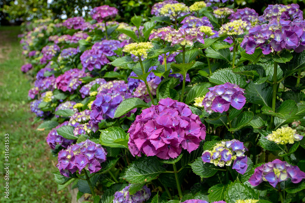 Purple hortensia or hydrangea macrophylla shrubs hedge in the garden Purple hortensia or hydrangea macrophylla shrubs hedge in the garden