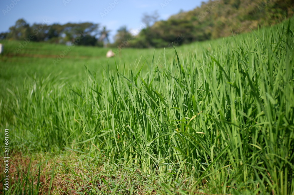 green grass in the wind, oriza sativa plant or rice field or green plant or tanaman padi di sawah milik petani indonesia green grass in the wind, oriza sativa plant or rice field or green plant or tanaman padi di sawah milik petani indonesia
