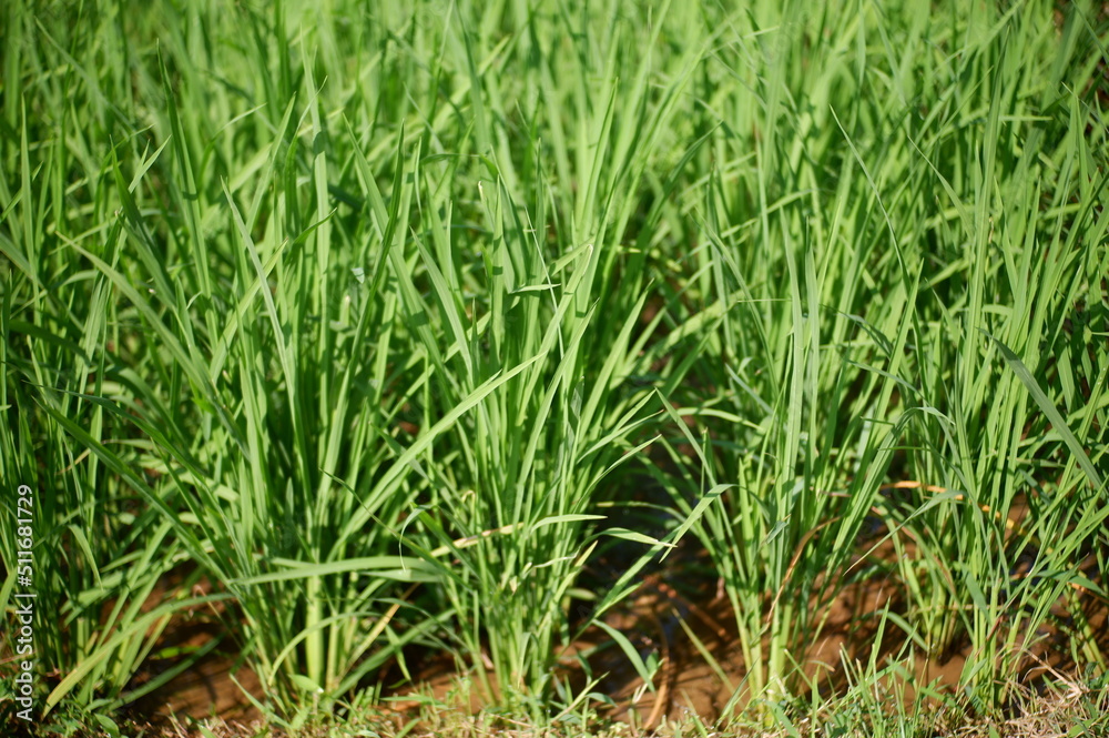 green grass background, oriza sativa plant or rice field or green plant or tanaman padi di sawah milik petani indonesia green grass background, oriza sativa plant or rice field or green plant or tanaman padi di sawah milik petani indonesia