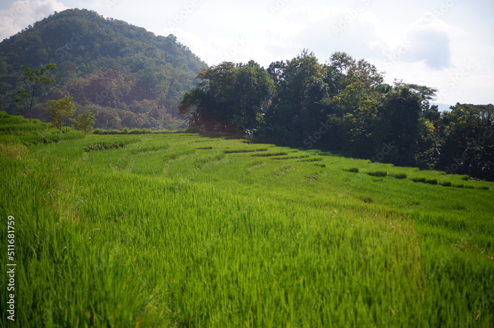 rice field, oriza sativa plant or rice field or green plant or tanaman padi di sawah rice field, oriza sativa plant or rice field or green plant or tanaman padi di sawah