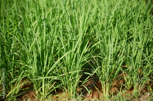 green grass background, oriza sativa plant or rice field or green plant or tanaman padi di sawah milik petani indonesia