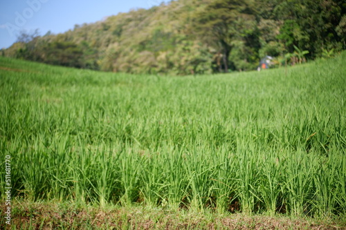 rice field, oriza sativa plant or rice field or green plant or tanaman padi di sawah photo