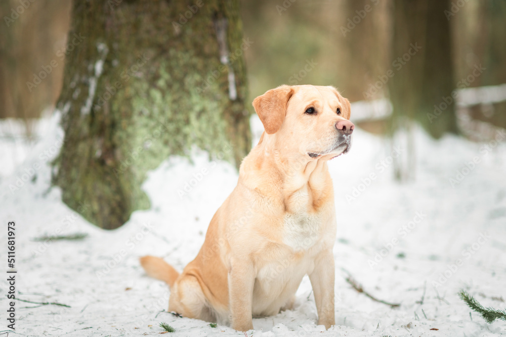 Portrait of a beautiful thoroughbred labrador in the winter forest. Portrait of a beautiful thoroughbred labrador in the winter forest.