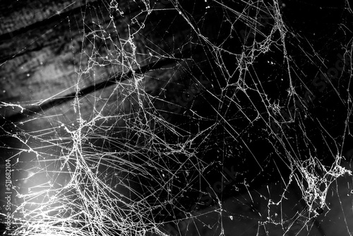 Fototapeta spider web dark background