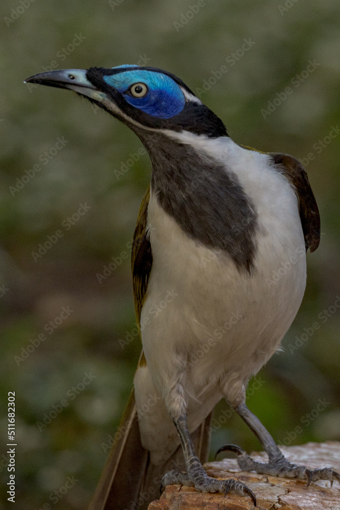Blue-faced Honeyeater in Queensland Australia Blue-faced Honeyeater in Queensland Australia