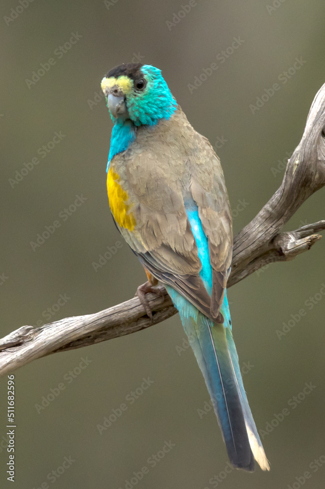 Naklejka premium Golden-shouldered Parrot in Queensland Australia