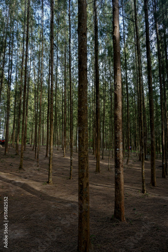 the pine trees in the woods