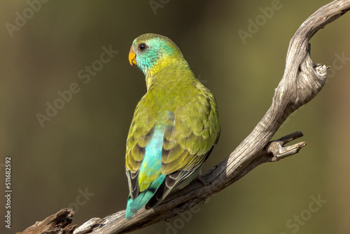 Golden-shouldered Parrot in Queensland Australia