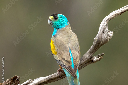 Golden-shouldered Parrot in Queensland Australia photo