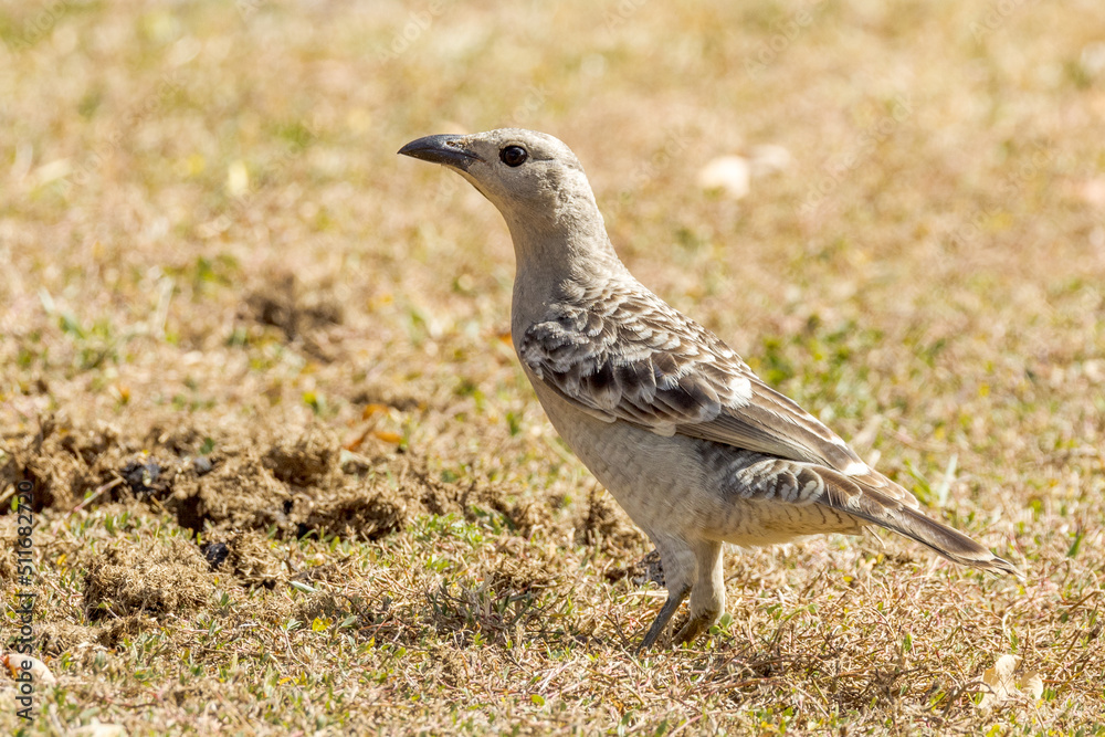 Great Bowerbird in Queensland Australia Great Bowerbird in Queensland Australia