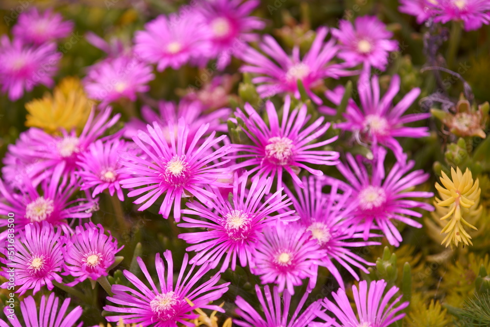 million dollar flower million dollar flower
