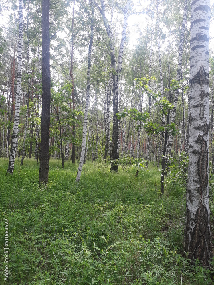 Obraz premium trees in the forest