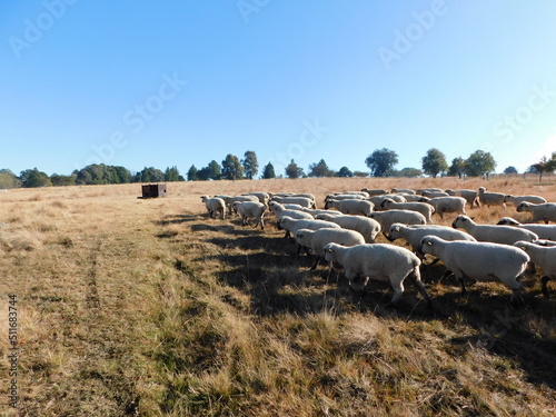 A herd of Hampshire Down sheep walking through a golden winter's grass field with green Pine Trees in the distance under a blue sky