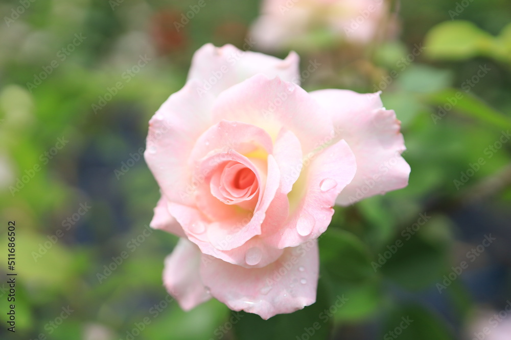 Obraz premium 庭園のバラの花