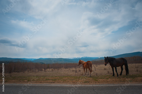 Beautiful bay horse herd grazes in the mountains at sunset © irimeiff