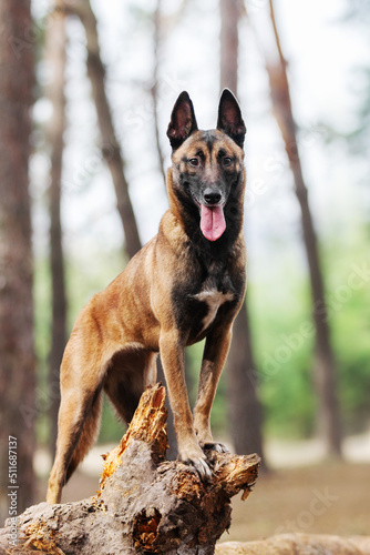 Belgian shepherd malinois dog portrait in the nature