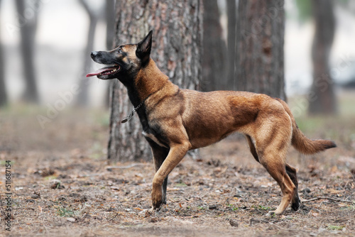 Belgian shepherd malinois dog having fun and doing tricks in the forest photo