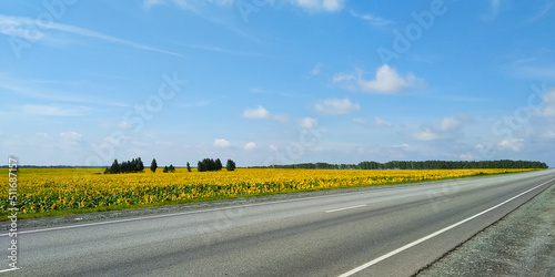 A field of yellow sunflowers next to a two-lane asphalt road against a blue sky and clouds
